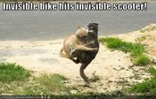 Funny-pictures-cats-collide