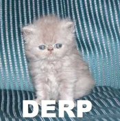 Lolderp