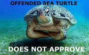 Turtle-does-not-approve
