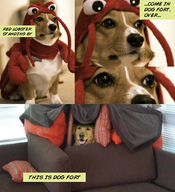Dogfort
