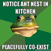 Bachelorfrogantnest