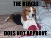 The-beagle-does-not-approve