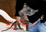 This-is-why-we-cant-has-nic