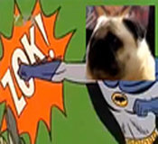 Pugbuzz2