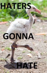 Flamingo_haters