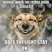 Duuude-when-the-fridge-door-closes-does-the-light-stay-on