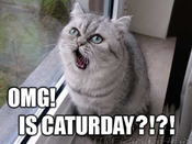 Caturday