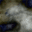 Watcher Watcher