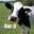 GazTheCow