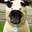 DaPuglet Pugs