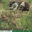 FloatingMarmot